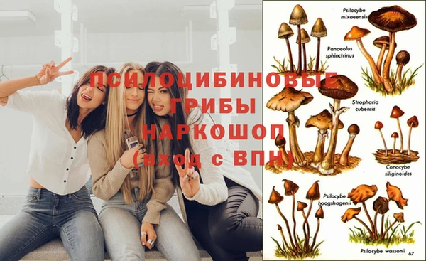 стафф Арсеньев