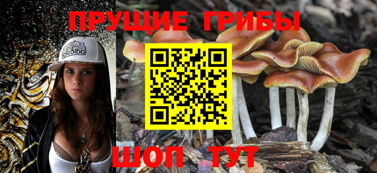 Псилоцибиновые грибы Psilocybine cubensis  Вход с VPN  Псилоцибиновые грибы мухоморы  Баксан 